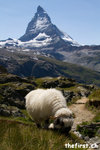 Blacknose sheep