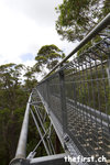 Tree Top Walk - Walpole