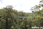 Tree Top Walk - Walpole