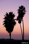 venice palms