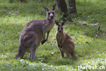 Kangaroo - Maloneys Bay