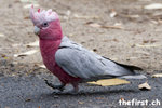 Parrot - Sydney