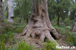 Giant Tingle Tree - Walpole